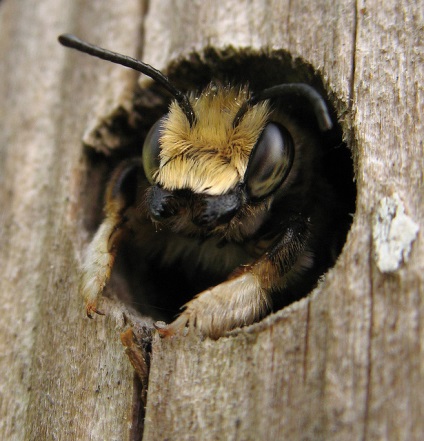 Casa pentru albine și albine