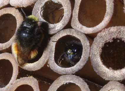 Casa pentru albine și albine