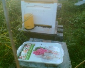 Albinele luptă, apicultura în nord