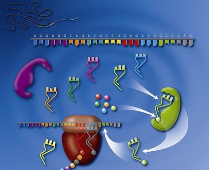 Medicina chineză veche suprimă bolile autoimune la nivel genetic