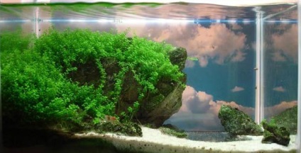 Echilibrul ecologic în acvariu
