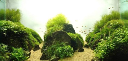 Echilibrul ecologic în acvariu