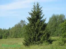 Molid (Picea abies) - Balena, specie