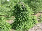 Molid (Picea abies) - Balena, specie