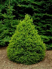 Molid (Picea abies) - Balena, specie