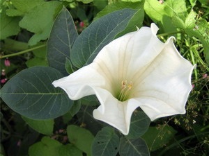 Növény enciklopédia maszlag (Datura)