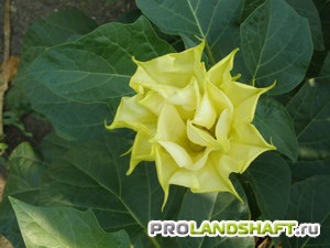 Növény enciklopédia maszlag (Datura)