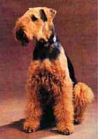 Airedale Terrier de îngrijire zilnică pentru airedale terrier, câine lână, tunderea tuns