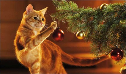 Dacă pisica face totul, pomul de Crăciun pe tavan