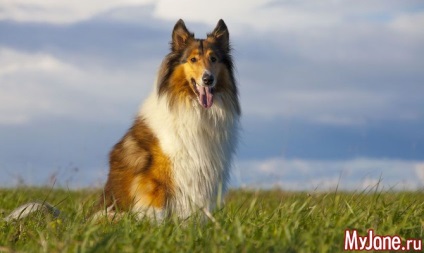 Dacă animalul dvs. este un collie - un câine, un collie, o lână, un câine, un cățeluș