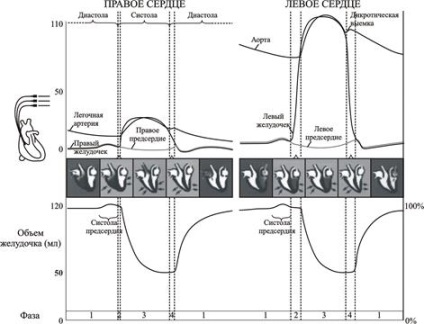 Structura de fază a ciclului cardiac