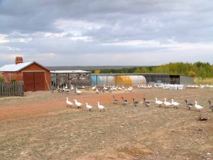 Farmer sirazin Murat Galievich, afaceri agricole