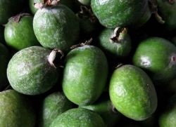 Feijoa - az előnyöket és a hátrányokat