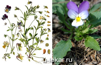 Viola tricolor (árvácska, fűz-búza)