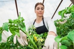 Phytophthora pe tomate în prevenirea și controlul serelor