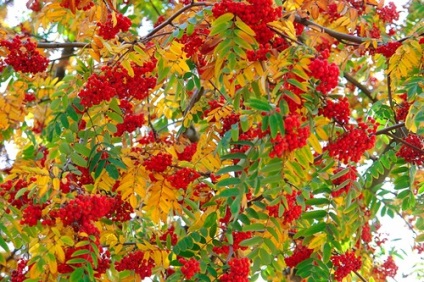Gyógynövény, madárberkenye ősszel tulajdonságait hegyi kőris, hegyi kőris vörös, zöld blog