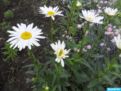 Fotók a „hogyan csináltuk herbáriumi” (játékok óvodás gyerekek) Fotók a „hogyan csináltuk herbáriumi”