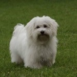 Havana Bichon rasă cubaneză de câini