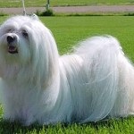 Havana Bichon rasă cubaneză de câini