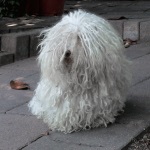 Kubai Havanese kutyák