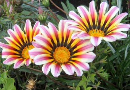 Gazania plantare și îngrijire, specii și soiuri, fotografie