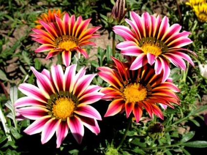 Gazania plantare și îngrijire, specii și soiuri, fotografie