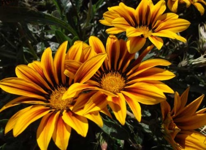 Gazania plantare și îngrijire, specii și soiuri, fotografie