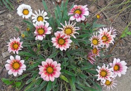 Gazania plantare și îngrijire, specii și soiuri, fotografie