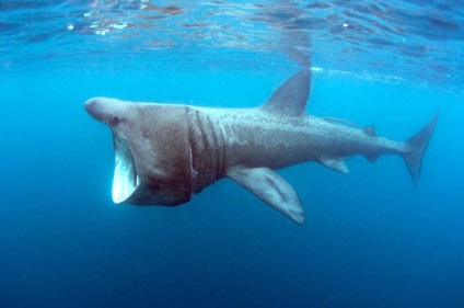 Rechin mare (cetorhinus maximus) fotografie rechin gigantic, descriere aspect culoare dimensiune greutate