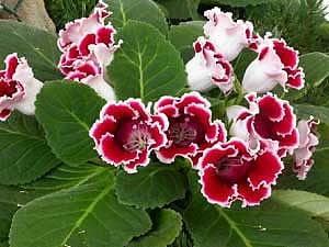 Gloxinia - gloxinia și syningia, (syningia) - descrierea sinningiaac și îngrijirea pentru