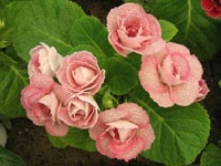 Gloxinia - gloxinia și syningia, (syningia) - descrierea sinningiaac și îngrijirea pentru