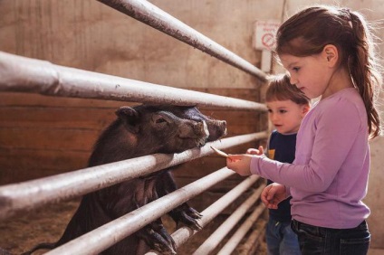 Gorki »- contactați grădina zoologică în descrierea, pozele și prețurile la suburbii