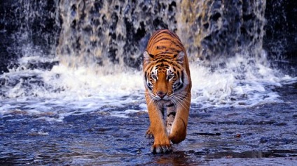 Horoszkóp Tiger 2017-ben - minden a feng shui
