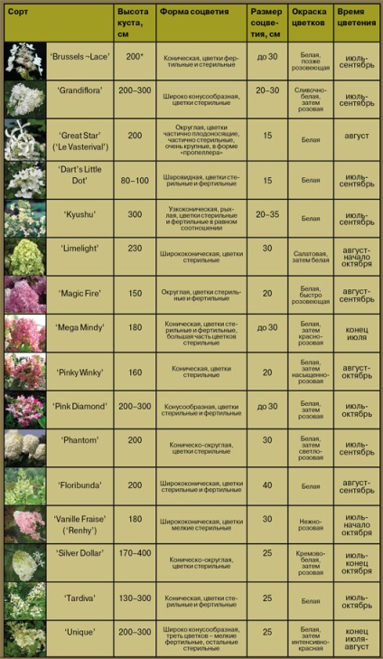 Hortensia paniculate - frumusețea grădinii de toamnă - în lumea plantelor