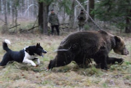 Duma de Stat se opune câinilor de vânătoare