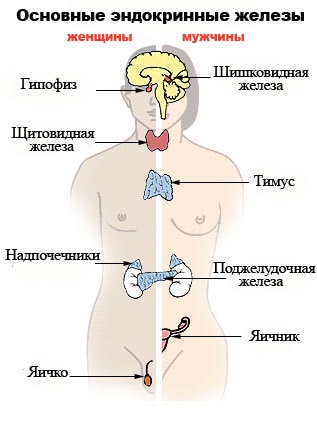 Imaginea grafică, numele, culorile chakrelor (bioenergetice), portalul de creștere personală