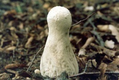 Ciuperci impermeabile (lat lycoperdon)