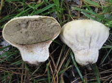 Ciuperci impermeabile (lat lycoperdon)
