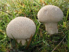 Ciuperci impermeabile (lat lycoperdon)