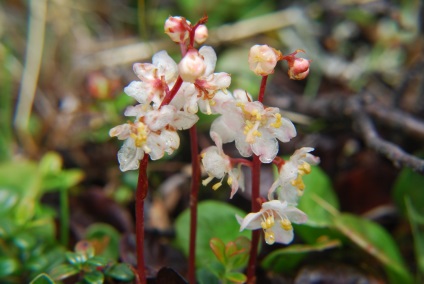 Wintergreen fotók és fajok, használatának és ellenjavallatok