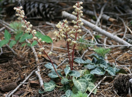 Wintergreen fotók és fajok, használatának és ellenjavallatok