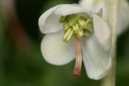 Wintergreen fotók és fajok, használatának és ellenjavallatok