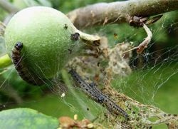 Caterpillar alma -, hogyan kell harcolni