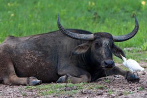 Indian (acvatic) și aspectul bivol african, habitat, utilizarea de tauri de către oameni