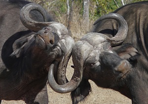 Indian (acvatic) și aspectul bivol african, habitat, utilizarea de tauri de către oameni