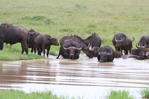 Indian (acvatic) și aspectul bivol african, habitat, utilizarea de tauri de către oameni