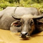 Indian (acvatic) și aspectul bivol african, habitat, utilizarea de tauri de către oameni