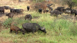 Indian (acvatic) și aspectul bivol african, habitat, utilizarea de tauri de către oameni