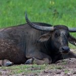 Indian (acvatic) și aspectul bivol african, habitat, utilizarea de tauri de către oameni