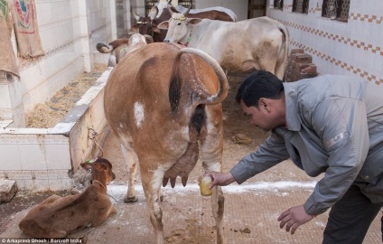 Hindus urină de vacă pentru prevenire 1